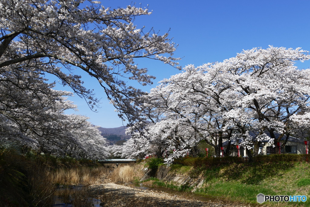 笹原川千本桜３