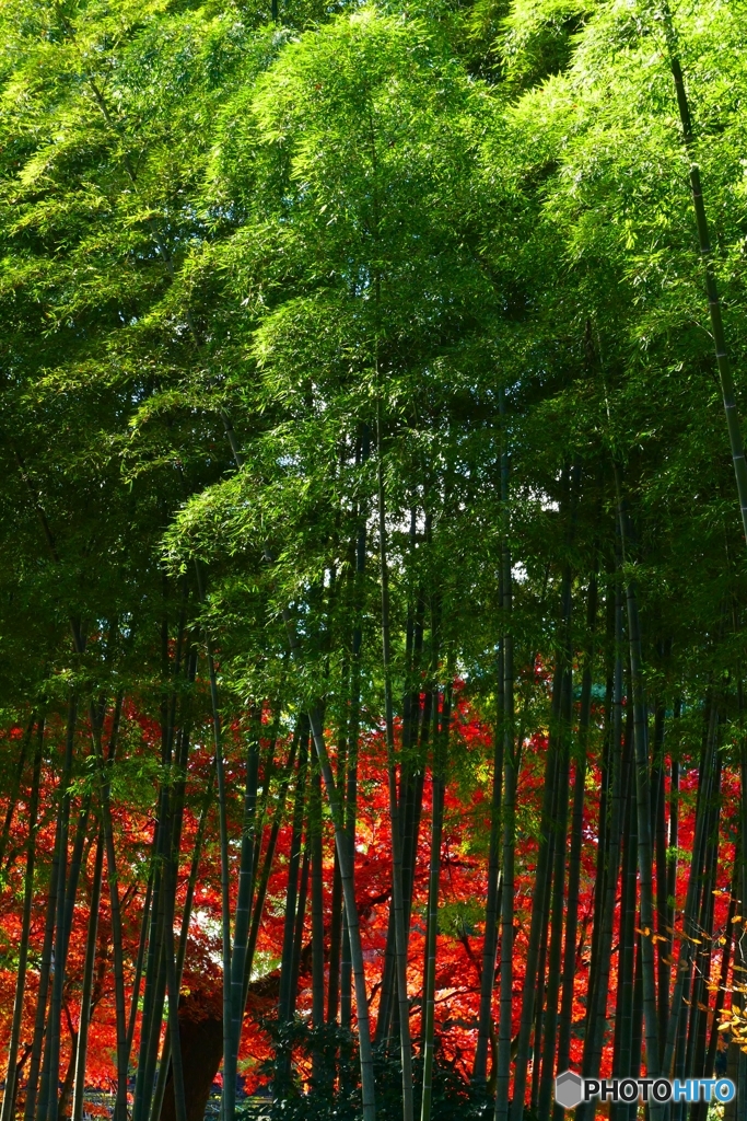 ことしも変わらず