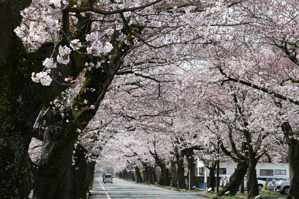 夜ノ森桜並木②