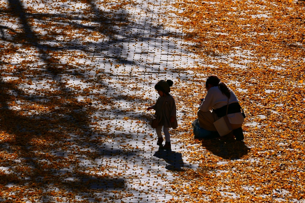 イチョウ並木７