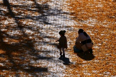 イチョウ並木７