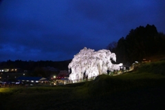 雨の三春滝桜３
