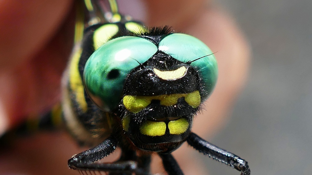 P1110663　オニヤンマＵＰ