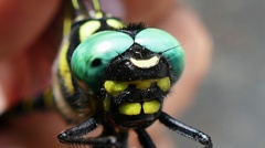 P1110663　オニヤンマＵＰ