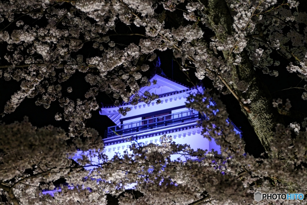 鶴ヶ城満開 その２