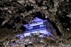 鶴ヶ城満開 その２