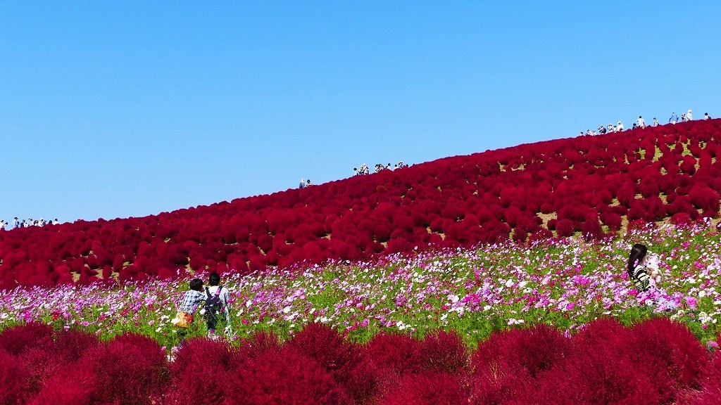 P1150985　＠ひたちなか海浜公園
