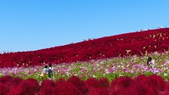 P1150985　＠ひたちなか海浜公園