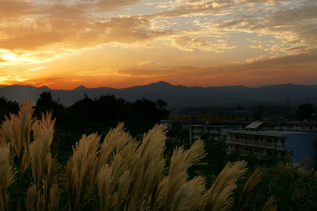 ススキのある夕景
