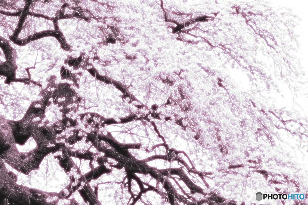 桜咲く…夢と幻の間