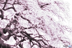 桜咲く…夢と幻の間