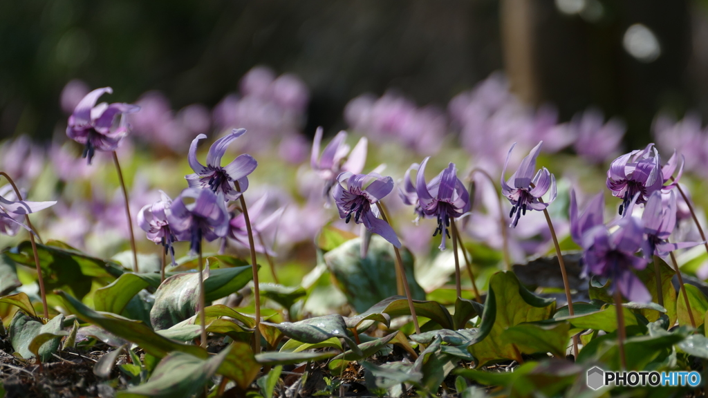 ＠城山カタクリの里
