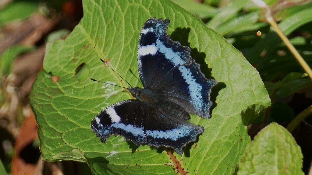 P1160726　瑠璃立羽＠郡山市五百渕