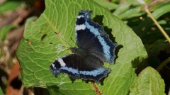 P1160726　瑠璃立羽＠郡山市五百渕