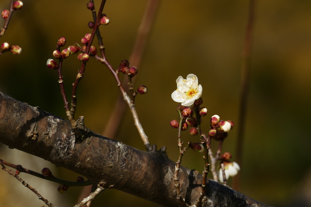梅が咲く