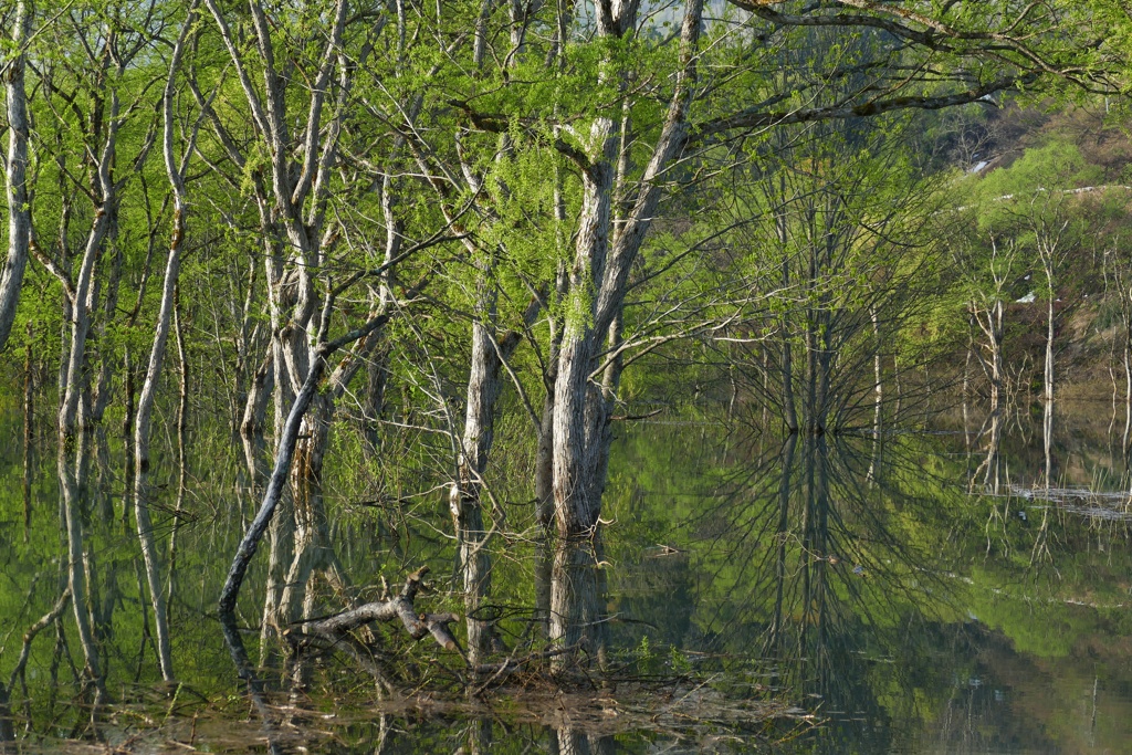 白川湖水没林９