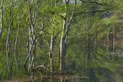 白川湖水没林９