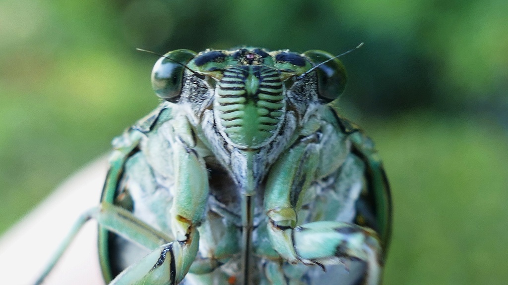 ミンミンゼミUP