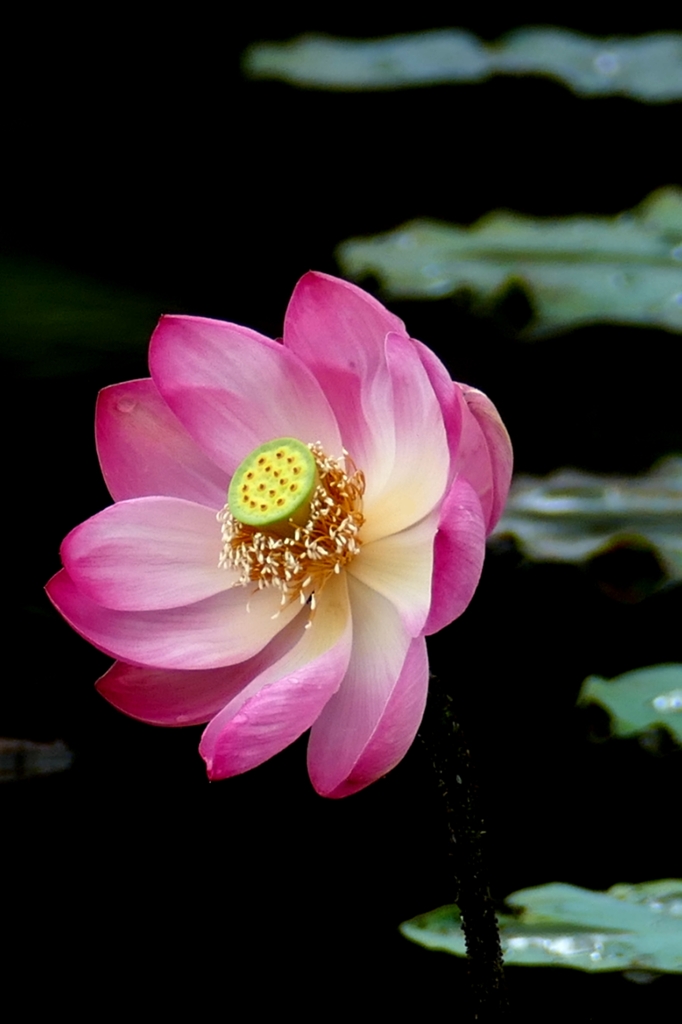 古代の蓮  何を想う