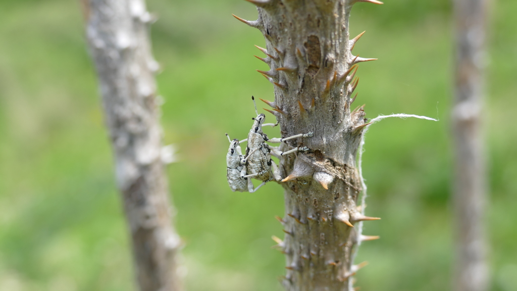 シロゴブゾウムシくんダブル