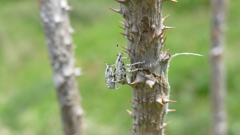 シロゴブゾウムシくんダブル