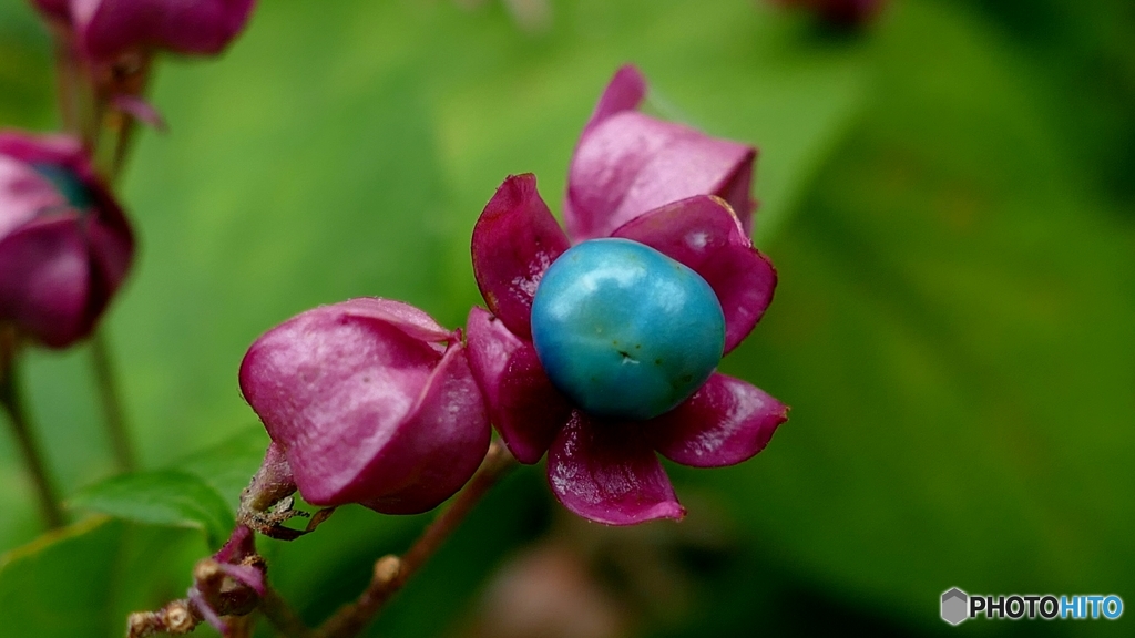 チャイナブルー