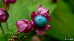 チャイナブルー