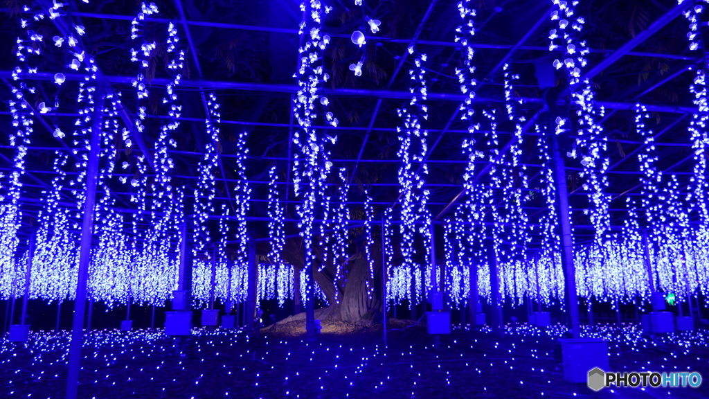 圧倒的な藤棚　３