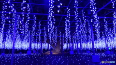 圧倒的な藤棚　３