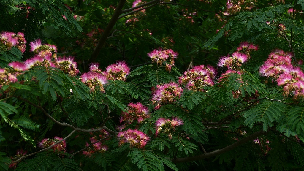 妖しく艶やかに