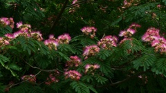 妖しく艶やかに