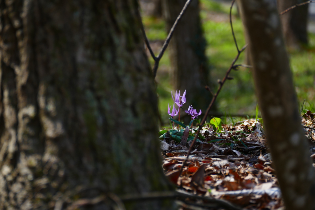 カタクリ咲いた ２