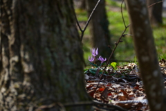 カタクリ咲いた ２