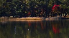 P1160523@白河市南湖