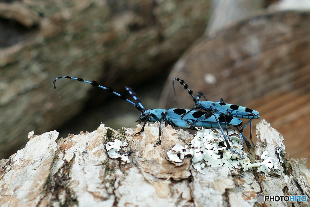 お願いします！