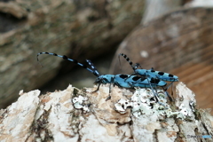 お願いします！