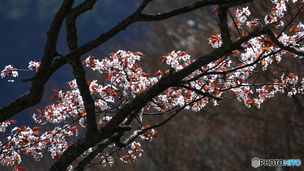 逆光に映える@矢祭山