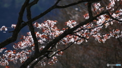 逆光に映える@矢祭山