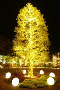 光る樹