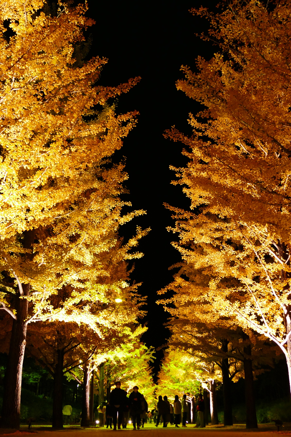 銀杏並木ライトアップ２