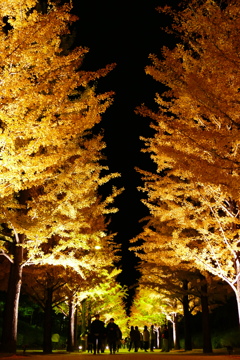 銀杏並木ライトアップ２