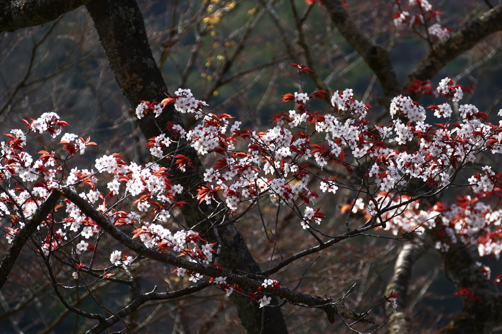 矢祭山の桜