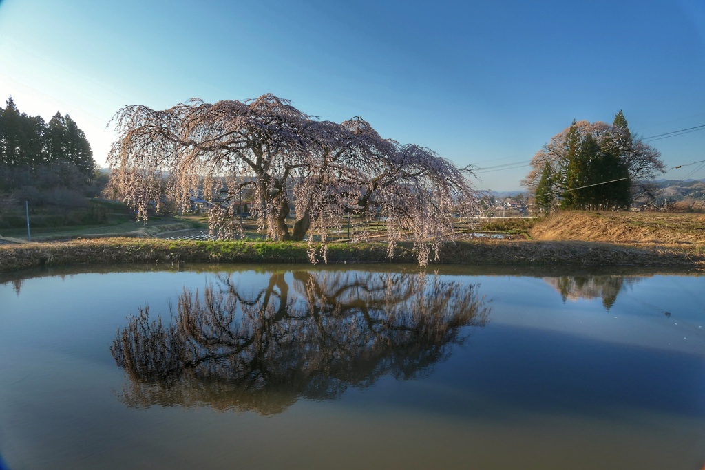 花園しだれ桜③