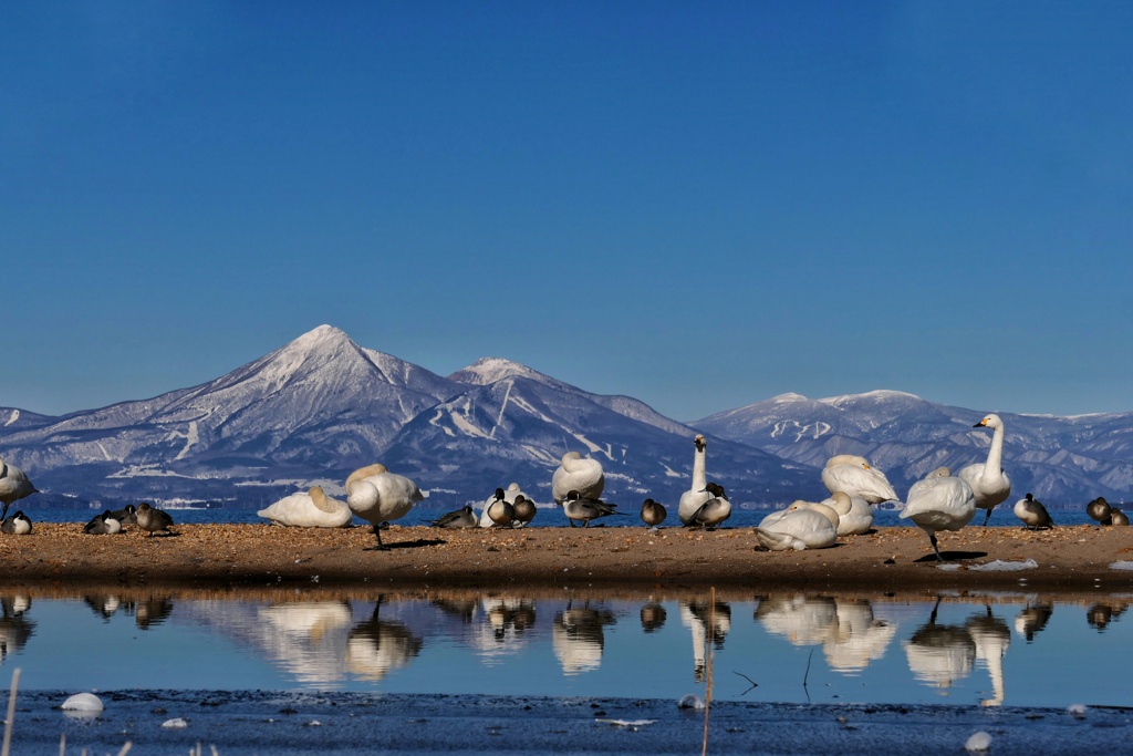 白鳥と会津磐梯山