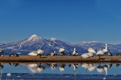 白鳥と会津磐梯山