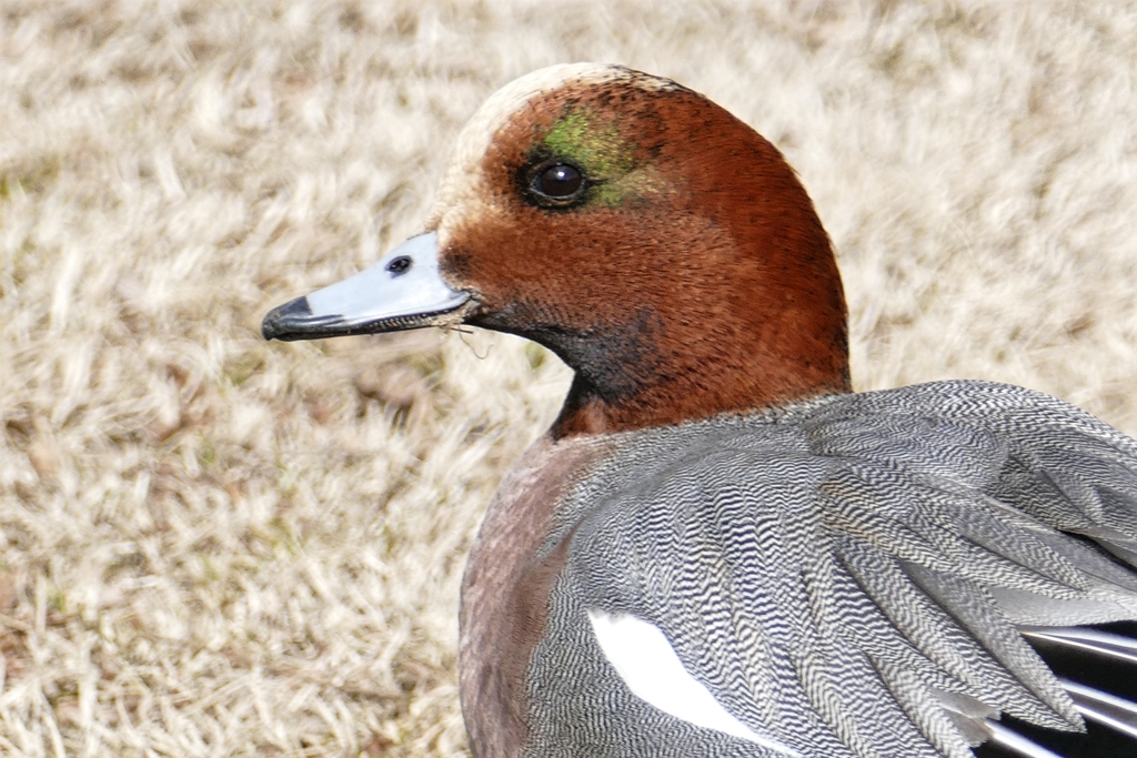 ワタシ綺麗？オスだけど
