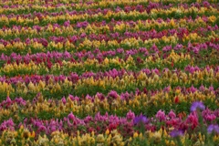 フラワーワールド