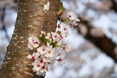 桜咲く