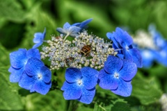 紫陽花とヒメトラハナムグリ