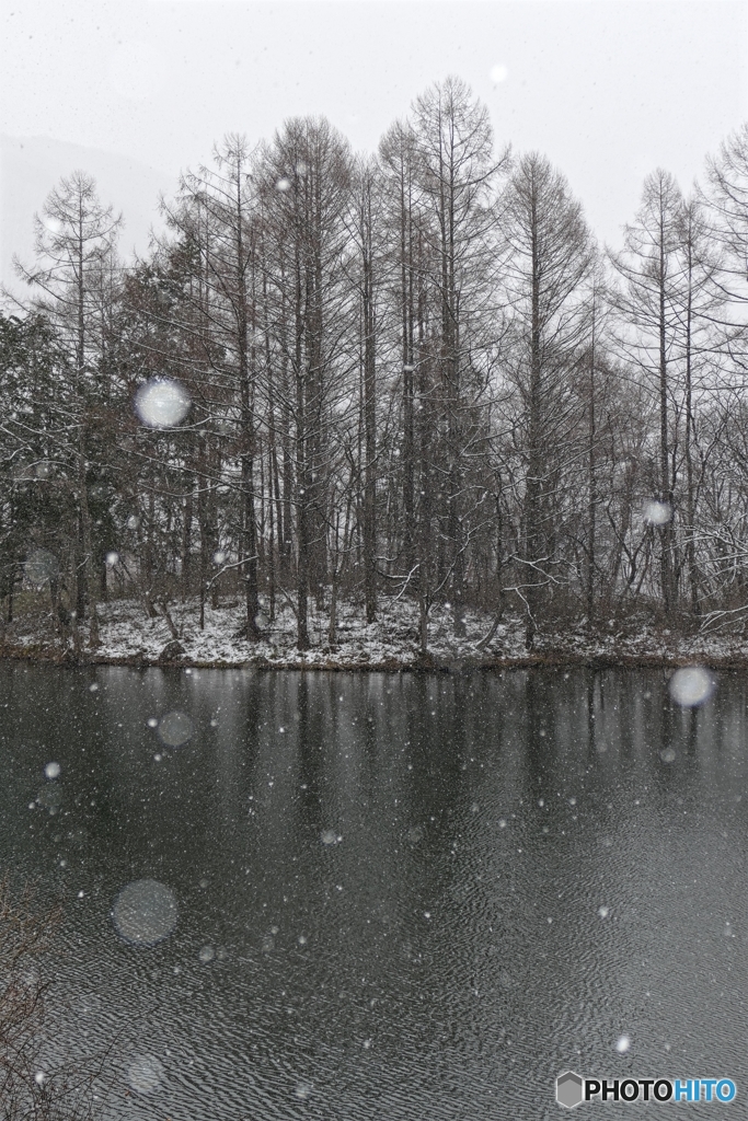 春遅き森の情景４